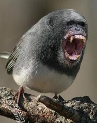 最高の可愛い 鳥 ペット 最高の動物画像