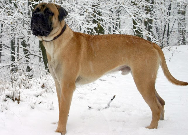 Bullmastiff