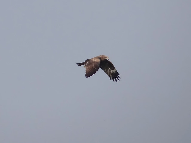 黑鳶、老鷹/無限台南