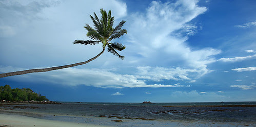 IMG_3060-w Coconut Tree