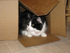 Josie in the box