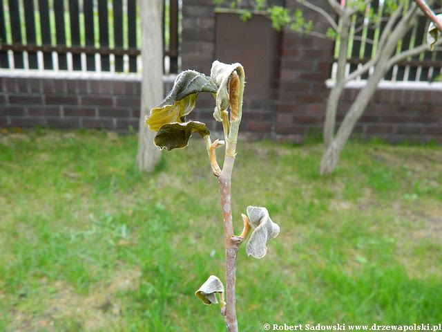 magnolia Siebolda magnolia Siebolda
