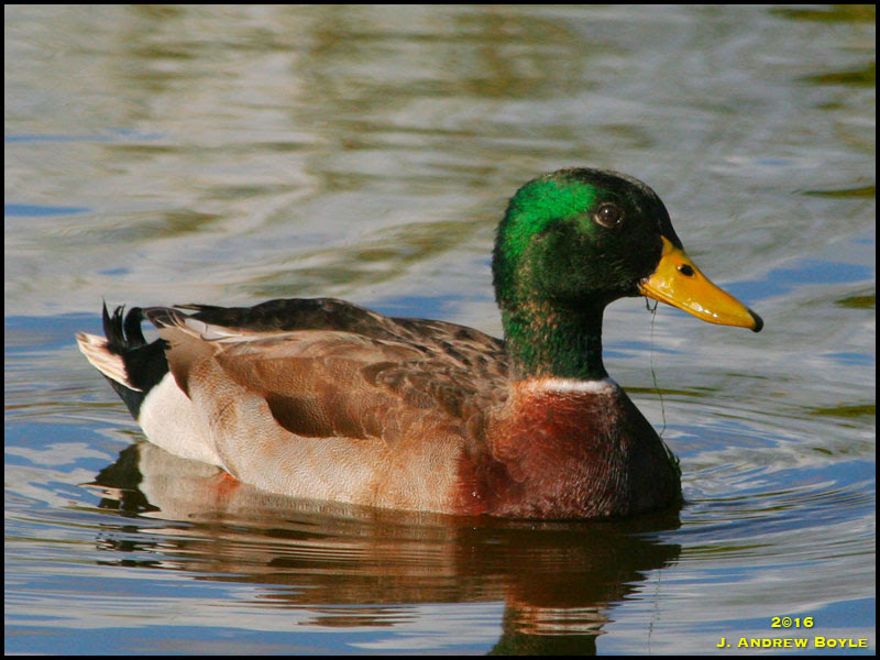 Mallard Mallard