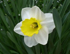 Daffodil 15