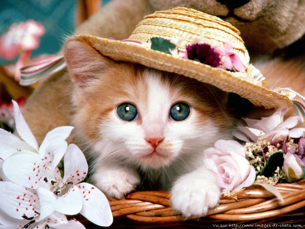 Trop Mignon Chaton Roux Et Blanc Get Images