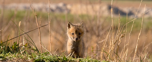What r u doin' over there in tha grass?