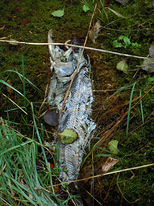 fallen leaves and a dead fish, Kasaan, Alaska