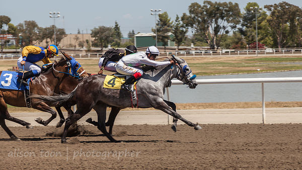 Senorita, winner of the mule race at Sacramento