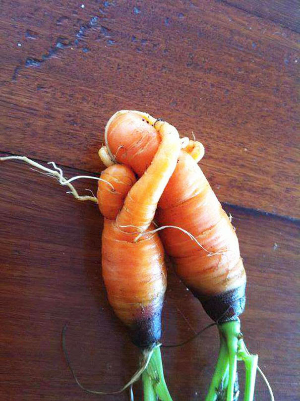 Found These Mother And Child Vegetables Sharing A Moment Together In My Garden