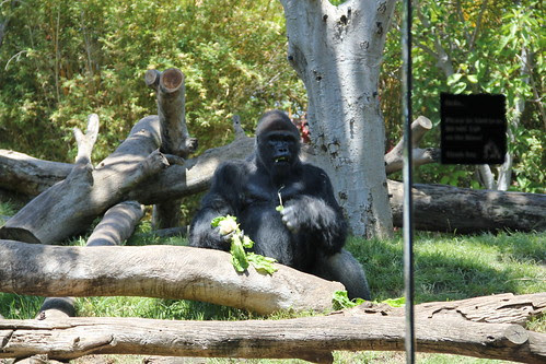 Gorilla eating lettuce