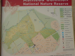 Ashtead Common