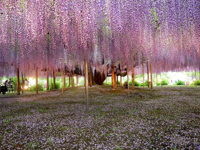 Massive Japanese Wisteria