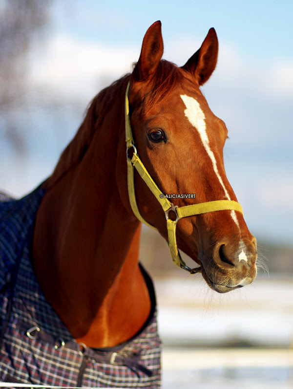 aliciasivert alicia sivertsson häst porträtt vinter säby gård horse portrait