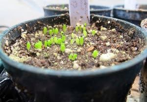Plastová dlažba na terasu: Semena kaktusů zdarma