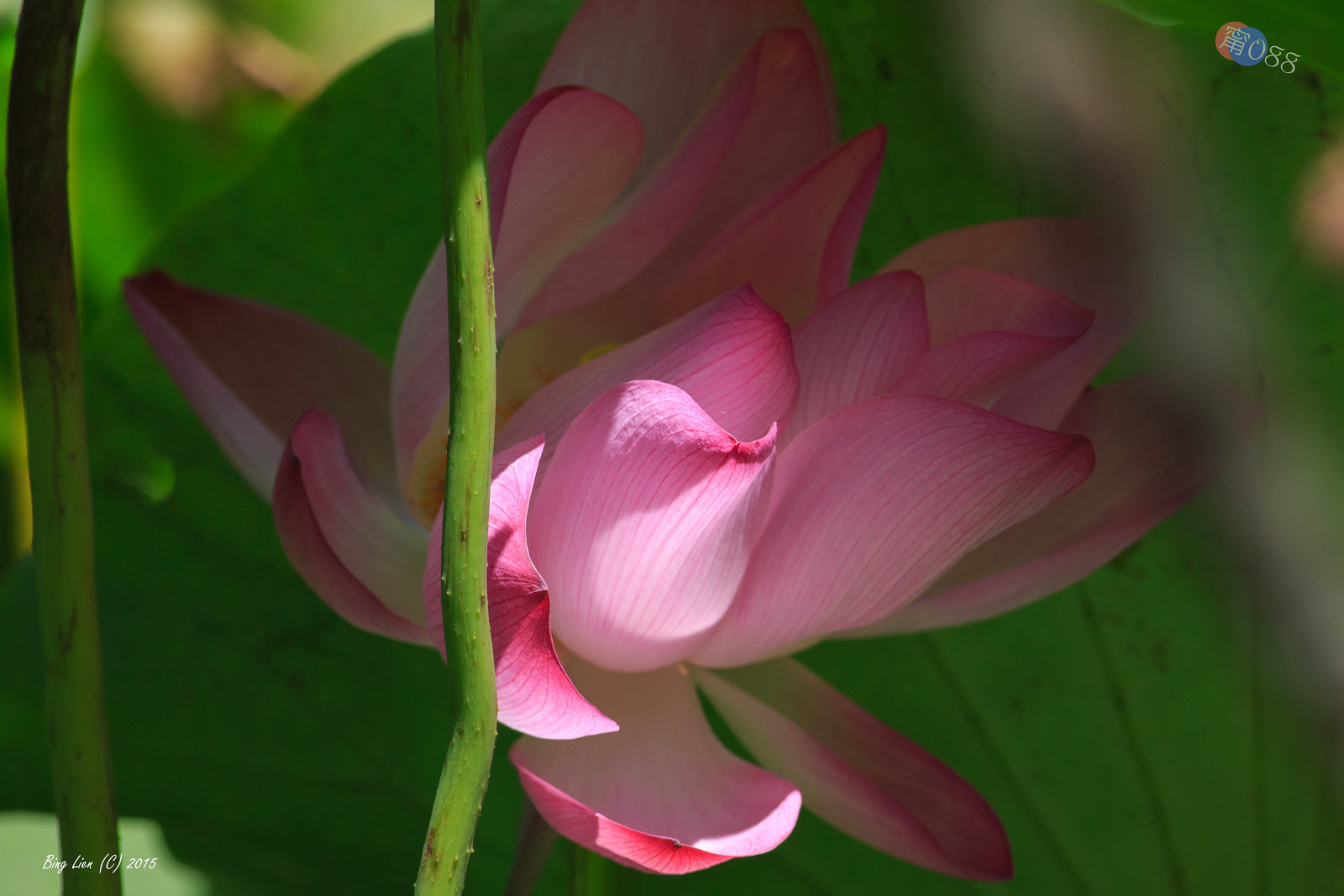 WATER_BING2731_LR