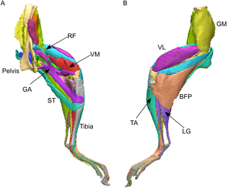 Anatomy Of Mice