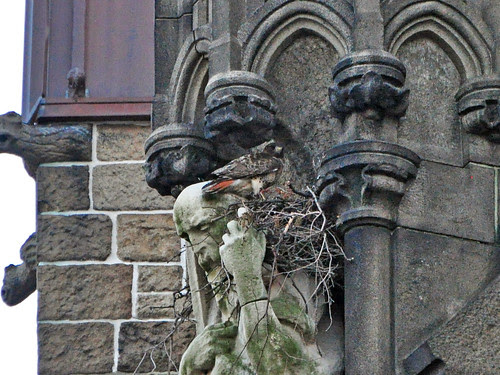Isolde in Her Nest