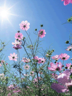 Солнце,цветы