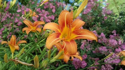 tiger lily