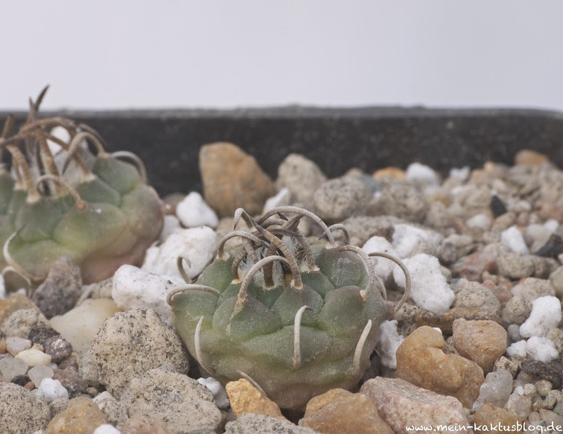 Turbinicarpus schmiedickeanus ssp. klinkerianus, Las Flores/La Negrita