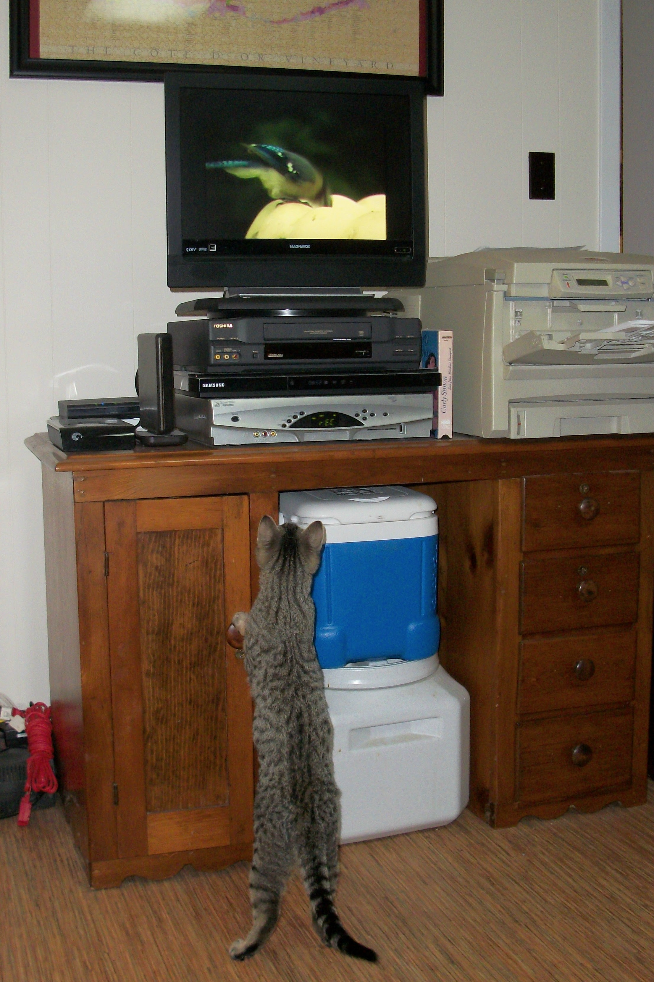 Charlie Watching “Video Catnip” Charlie watching “Video Catnip”