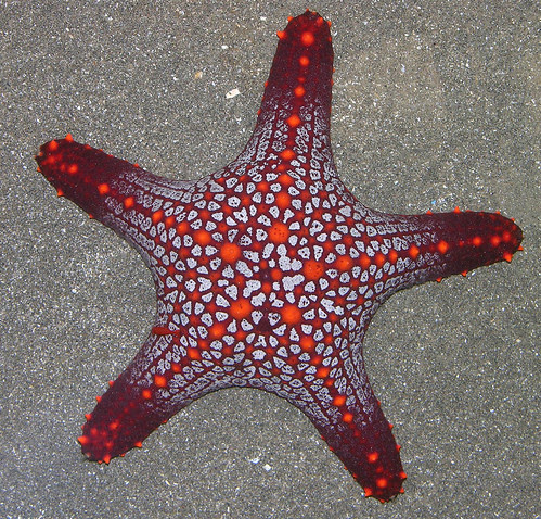 Pentaceraster cumingi - a sea star from the Pacific coast of Panama