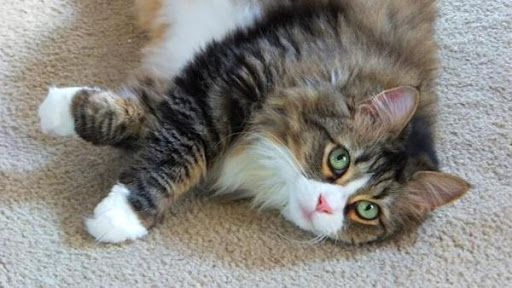 My Maine Coon World