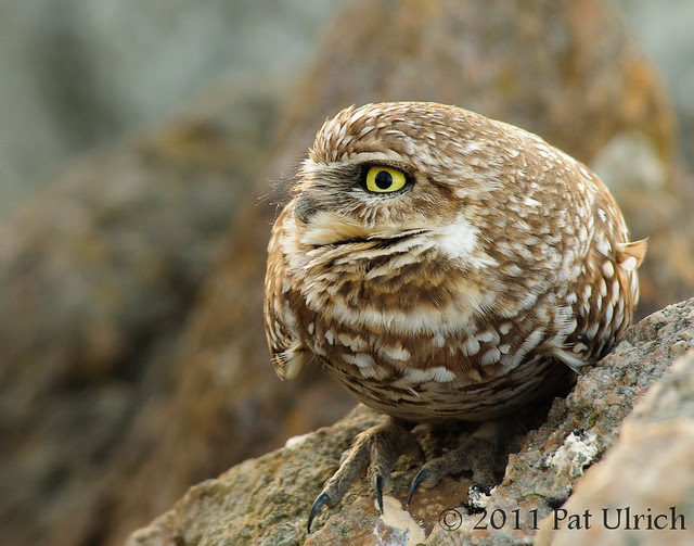 Western burrowing owl watching the trail - Pat Ulrich Wildlife Photography