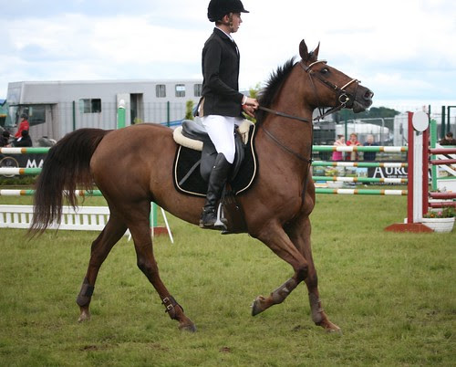Showjumping
