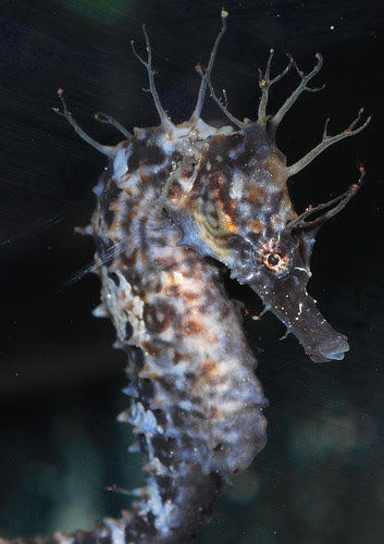 Hippocampus erectus