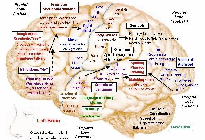 brain-function-map-afp-cv