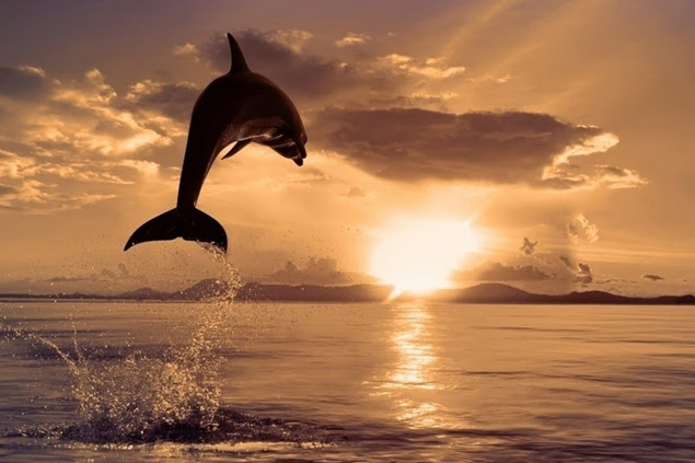 Бессонница – образ жизни дельфинов