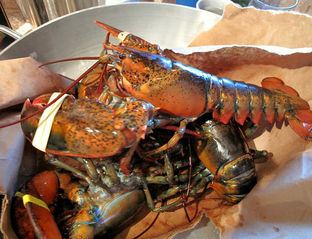 Mr. Lobster