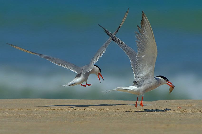 Fascinating photos of birds from the photographer Zander Yaqui