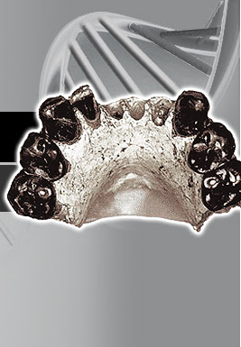 Resultado de imagen de Australopithecus bahrelghazali