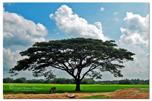 Nature in Bangladesh; Durgapur, Netrokona, By Ariful Haque Bhuiyan (http://www.flickr.com/photos/arifbd111/3401682813/), used under a Creative Commons license 