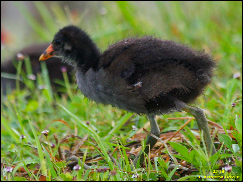 Common Gallinule Common Gallinule