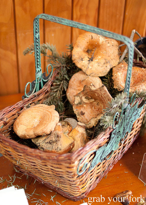 pine mushroom samples at oberon visitor information centre