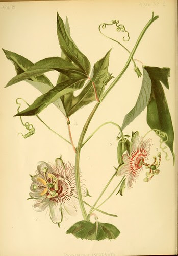 Common American Passion Flower
