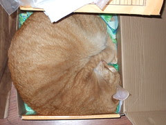 Jack in a box