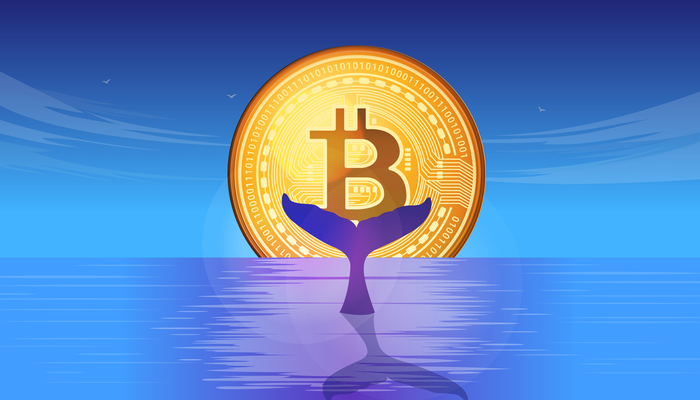 Bitcoin whale met 1.000 BTC uit 2013 weer actief » Crypto Insiders