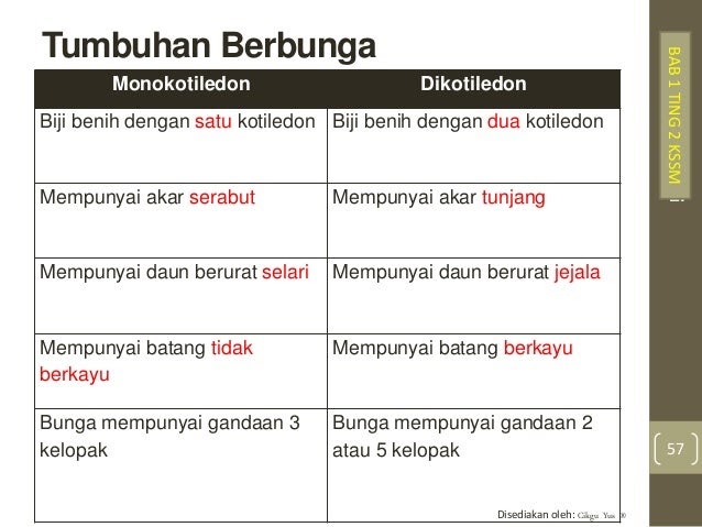 Perbedaan anatomi tumbuhan dikotil dan monokotil