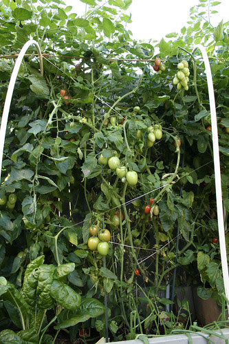 Tomatoes Rippening
