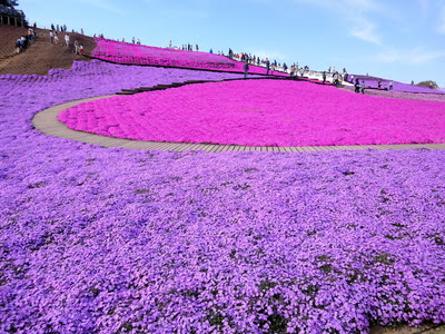 すべての美しい花の画像 ぜいたくドイツ村 花