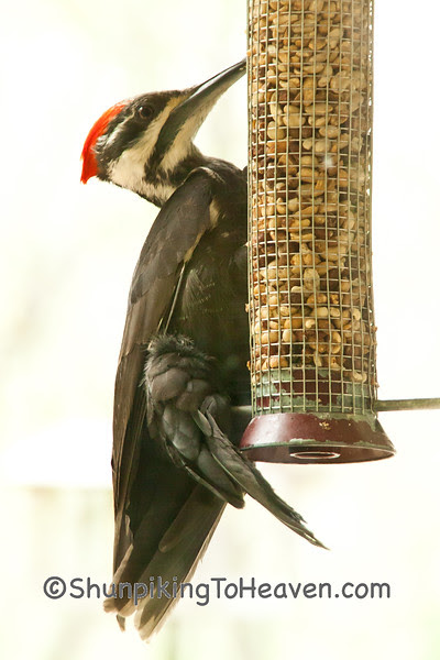 Female Pileated Woodpecker on Peanut Feeder, Dane County, Wisconsin