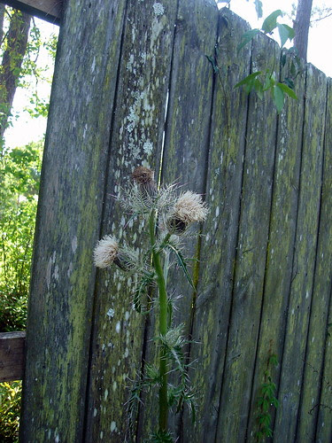 Thistles