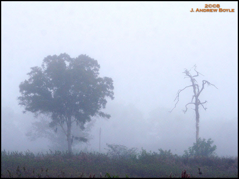Foggy Morning