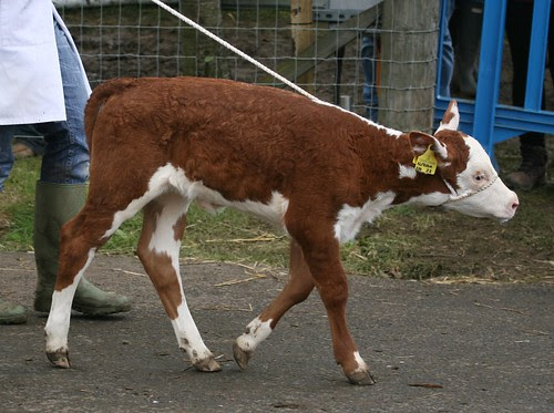 Cattle Parade