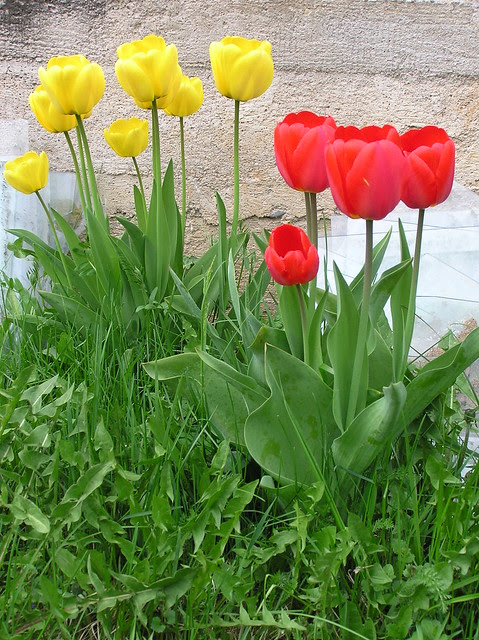 Tulips back in 2012
