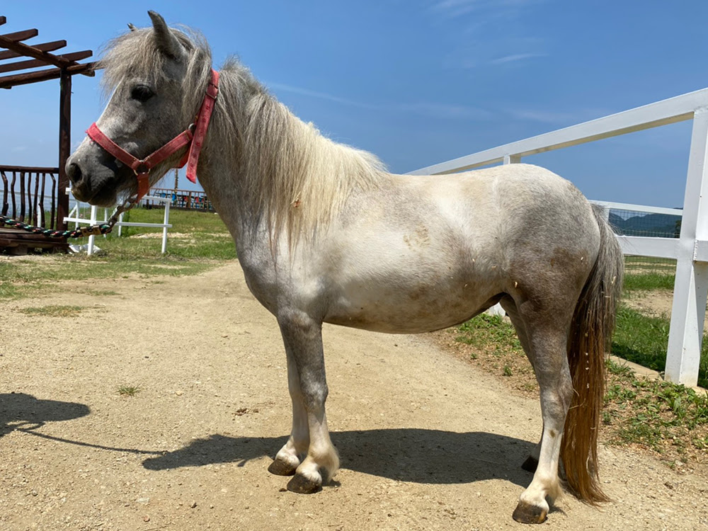 最高のマインクラフト ロイヤリティフリー馬 ロバ ポニー 違い